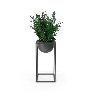 Planta Decorativa en Maceta